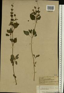 Ocimum basilicum L., Eastern Europe, Central forest-and-steppe region (E6) (Russia)