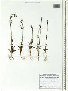 Silene taimyrensis (Tolm.) Bocquet, Siberia, Central Siberia (S3) (Russia)