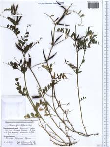 Vicia grandiflora Scop., Caucasus, Krasnodar Krai & Adygea (K1a) (Russia)