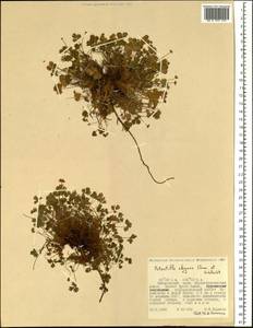 Potentilla elegans Cham. & Schltdl., Siberia, Russian Far East (S6) (Russia)