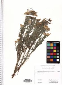 Galatella villosa (L.) Rchb. fil., Eastern Europe, Eastern region (E10) (Russia)