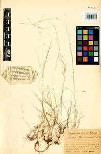 Carex sedakowii C.A.Mey. ex Meinsh., Siberia, Baikal & Transbaikal region (S4) (Russia)