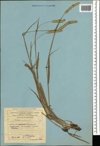 Phleum pratense L., Caucasus, Azerbaijan (K6) (Azerbaijan)