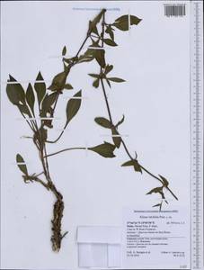 Silene latifolia, Western Europe (EUR) (Italy)