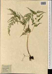 Odontosoria chinensis subsp. chinensis, South Asia, South Asia (Asia outside ex-Soviet states and Mongolia) (ASIA) (Japan)