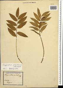 Polygonatum orientale Desf., Caucasus, Georgia (K4) (Georgia)