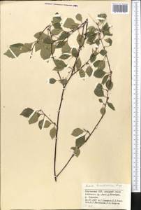 Betula tianschanica Rupr., Middle Asia, Pamir & Pamiro-Alai (M2) (Kyrgyzstan)