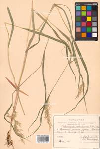 Calamagrostis sachalinensis F.Schmidt, Siberia, Russian Far East (S6) (Russia)