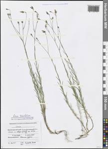 Linum tenuifolium L., Caucasus, Black Sea Shore (from Novorossiysk to Adler) (K3) (Russia)