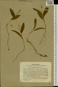 Maianthemum trifolium (L.) Sloboda, Siberia, Russian Far East (S6) (Russia)