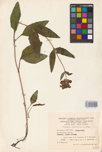 MHA 0 155 982, Prunella grandiflora (L.) Scholler, Eastern Europe, Eastern region (E10) (Russia)