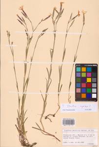 Dianthus superbus L., Eastern Europe, North Ukrainian region (E11) (Ukraine)