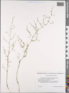 Asparagus pallasii Miscz., Eastern Europe, Middle Volga region (E8) (Russia)