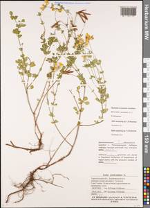 Lotus corniculatus L., Eastern Europe, South Ukrainian region (E12) (Ukraine)