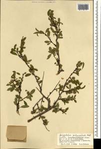 Prunus pedunculata (Pall.) Maxim., Mongolia (MONG) (Mongolia)