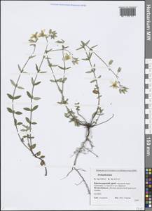 Helianthemum, Caucasus, Black Sea Shore (from Novorossiysk to Adler) (K3) (Russia)