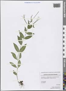 Epilobium ciliatum subsp. ciliatum, Eastern Europe, Eastern region (E10) (Russia)