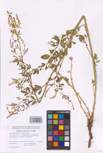 Melilotus officinalis (L.) Lam., Eastern Europe, Rostov Oblast (E12a) (Russia)