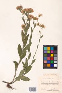 Aster amellus L., Eastern Europe, Eastern region (E10) (Russia)