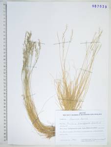 KHA7039, Festuca brachyphylla Schult. & Schult.f., Siberia, Russian Far East (S6) (Russia)