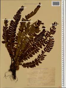 Polystichum lonchitis (L.) Roth, Caucasus, Krasnodar Krai & Adygea (K1a) (Russia)