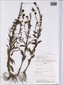 Stemodia durantifolia (L.) Sw., America (AMER) (Paraguay)