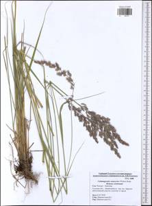 Calamagrostis canescens (Weber) Roth, Eastern Europe, Central region (E4) (Russia)