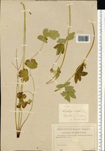 Aquilegia vulgaris L., Eastern Europe, Central forest-and-steppe region (E6) (Russia)