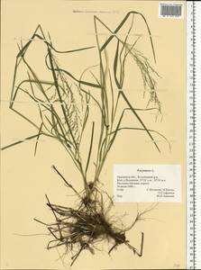 Poa palustris L., Eastern Europe, Central forest-and-steppe region (E6) (Russia)