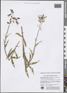 Silene vulgaris (Moench) Garcke, Eastern Europe, Northern region (E1) (Russia)