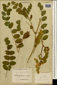 Astragalus glycyphyllos L., Caucasus, Black Sea Shore (from Novorossiysk to Adler) (K3) (Russia)