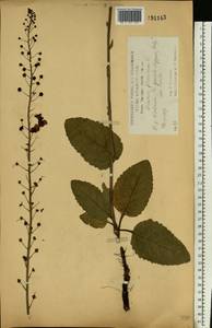 Verbascum phoeniceum L., Eastern Europe, Central forest-and-steppe region (E6) (Russia)