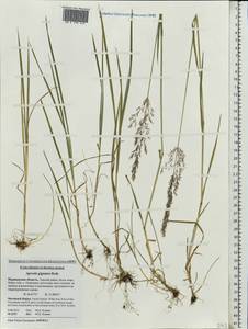 Agrostis gigantea Roth, Eastern Europe, Northern region (E1) (Russia)