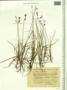 Carex rariflora (Wahlenb.) Sm., Siberia, Chukotka & Kamchatka (S7) (Russia)