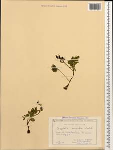 Corydalis conorhiza Ledeb., Caucasus, Georgia (K4) (Georgia)