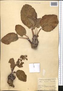 Rheum lucidum Losinsk., Middle Asia, Pamir & Pamiro-Alai (M2) (Kyrgyzstan)