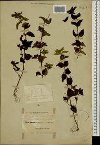 Clinopodium umbrosum (M.Bieb.) K.Koch, Caucasus, Black Sea Shore (from Novorossiysk to Adler) (K3) (Russia)