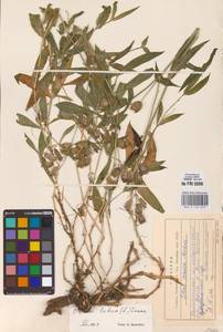 Silene vulgaris (Moench) Garcke, Eastern Europe, North-Western region (E2) (Russia)