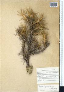 Astragalus dissectus B. Fedtsch. & Ivanova, Middle Asia, Pamir & Pamiro-Alai (M2) (Tajikistan)
