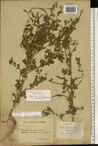 Chenopodium opulifolium Schrad. ex W. D. J. Koch & Ziz, Eastern Europe, Rostov Oblast (E12a) (Russia)
