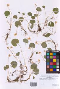 Viola palustris L., Eastern Europe, Moscow region (E4a) (Russia)