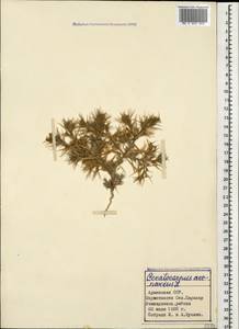 Ceratocarpus arenarius L., Caucasus, Armenia (K5) (Armenia)