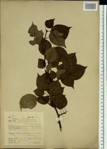 Prunus sibirica L., Siberia, Russian Far East (S6) (Russia)