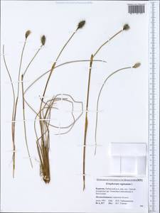 Eriophorum vaginatum L., Siberia, Baikal & Transbaikal region (S4) (Russia)