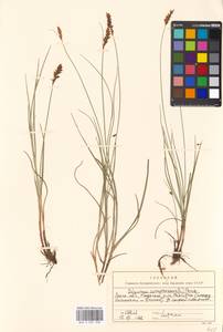 Blysmus compressus (L.) Panz. ex Link, Eastern Europe, Moscow region (E4a) (Russia)