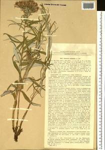Saussurea salicifolia (L.) DC., Siberia, Baikal & Transbaikal region (S4) (Russia)