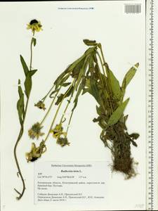 Rudbeckia hirta L., Eastern Europe, Central forest region (E5) (Russia)