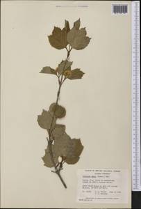 Viburnum edule (Michx.) Raf., America (AMER) (Canada)