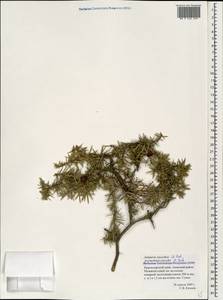 Juniperus oxycedrus L., Caucasus, Krasnodar Krai & Adygea (K1a) (Russia)