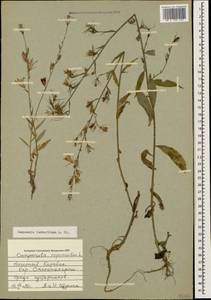 Campanula rapunculus subsp. lambertiana (A.DC.) Rech.f., Caucasus, Azerbaijan (K6) (Azerbaijan)